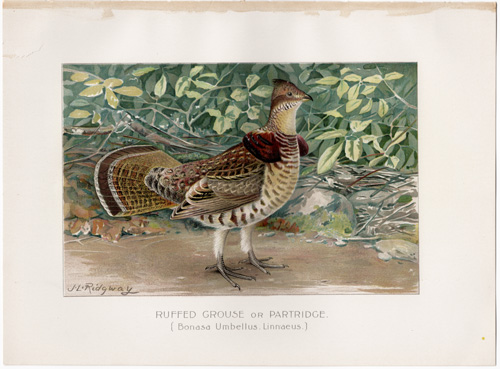 RUFFED GROUSE or PARTRIDGE lithograph from 1897